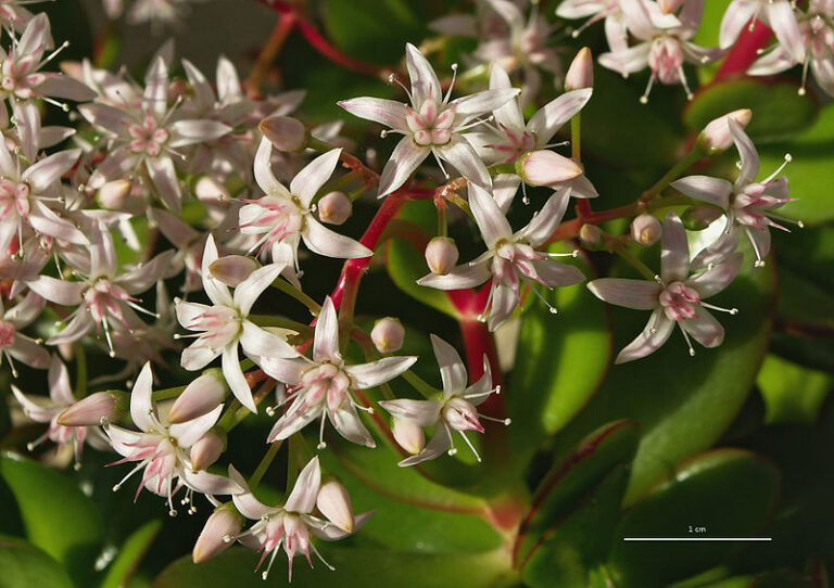 Comment Faire Fleurir Un Arbre De Jade Pour Attirer La Chance