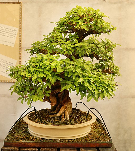 Bonsaï de grenadier