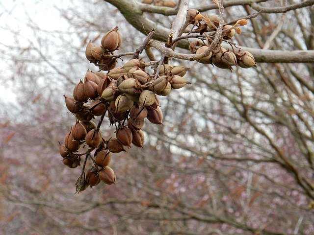 Paulownia fruit