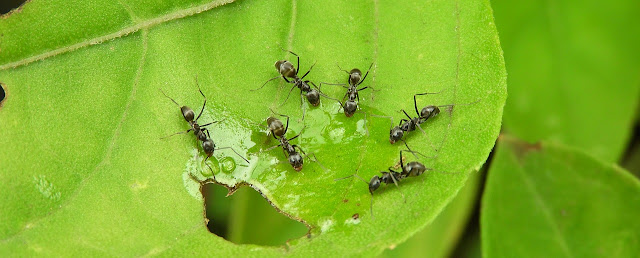 Éliminez les fourmis du potager et du jardin.