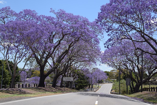 Jacaranda