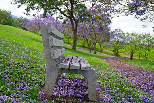 Jacaranda