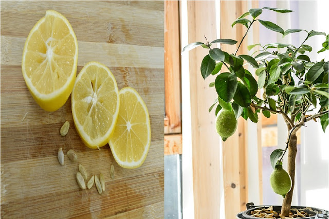 Cultiver du citron