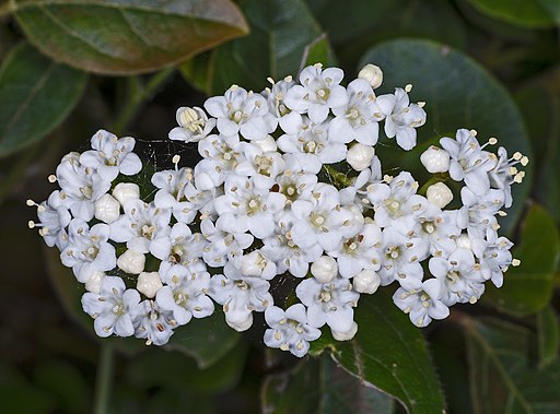 Viburnum thinus