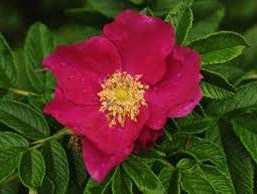 Les rosiers rugueux (Rosa rugosa)