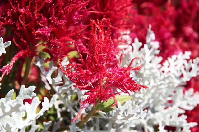 Astilbe