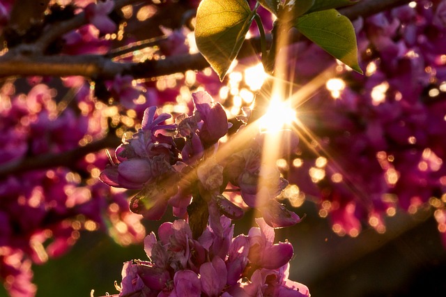 Arbre de Judas - Cercis siliquastrum