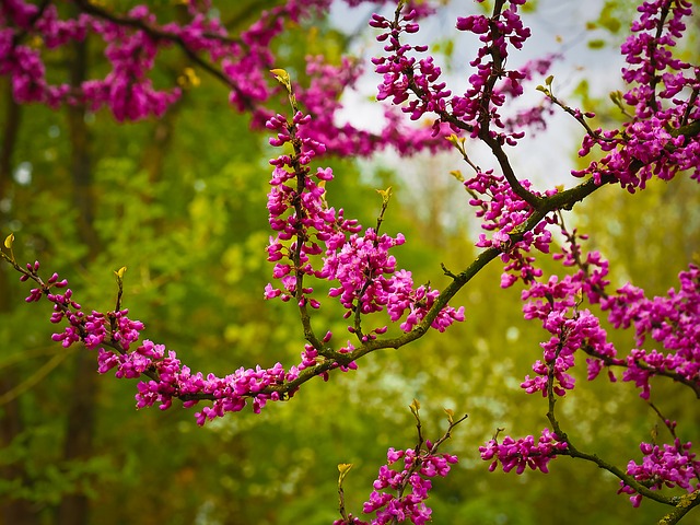 Arbre de Judas - Cercis siliquastrum