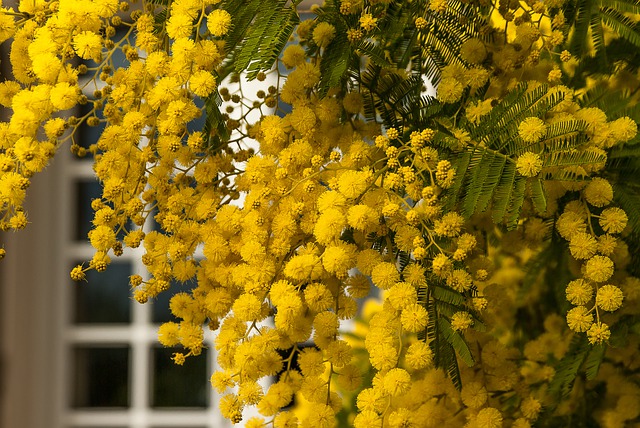 Mimosa - Acacia dealbata