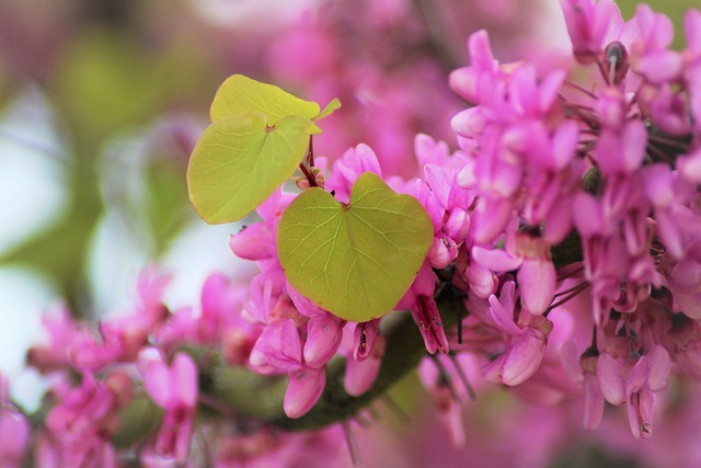 Arbre de Judas - Cercis siliquastrum