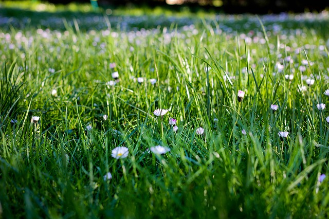 Mauvais herbes sur gazon