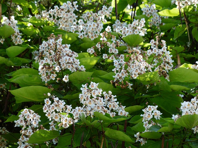 Catalpa