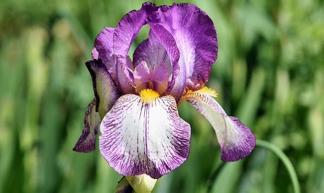 Iris