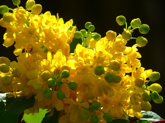 Mahonia