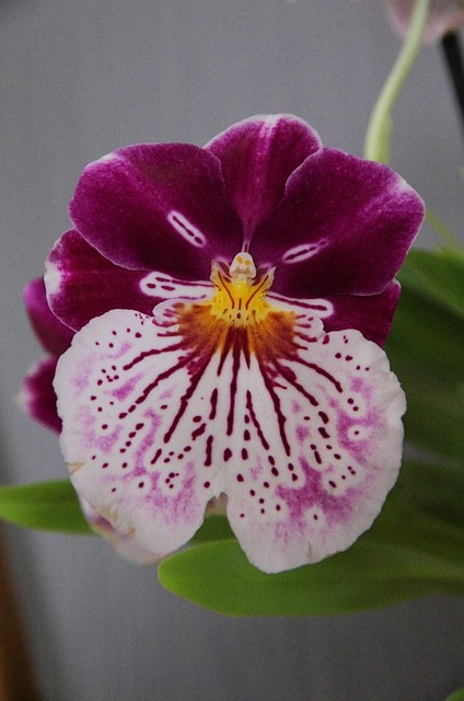 Orchidées Miltonia