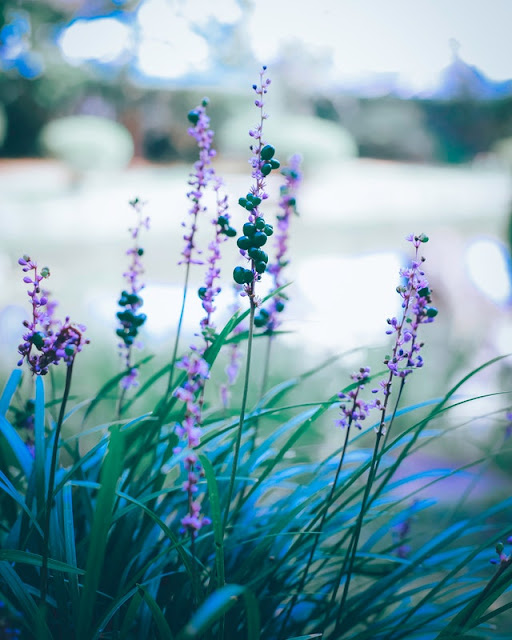 Liriope muscari