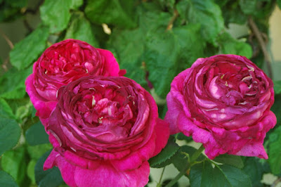 Les roses anglaises