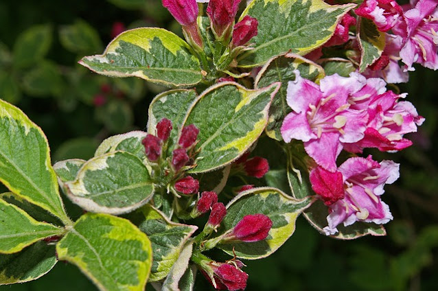 Weigela