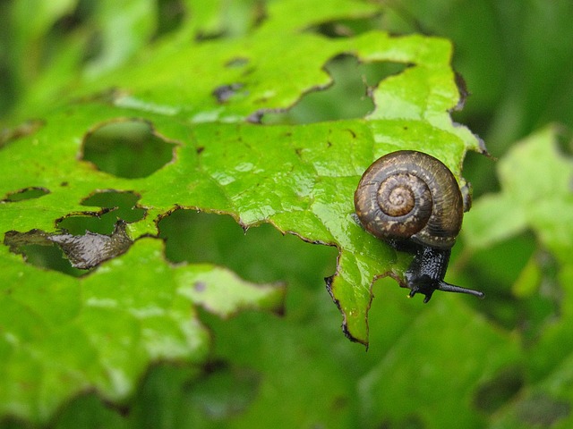 escargots