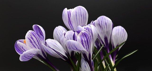 crocus