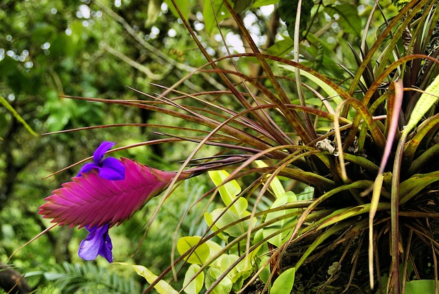 Comment faire pousser la tillandsia, 7 conseils utiles