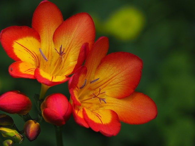 freesia