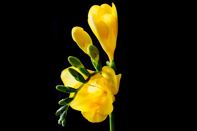 freesia