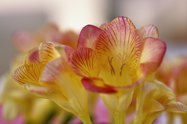 Freesia