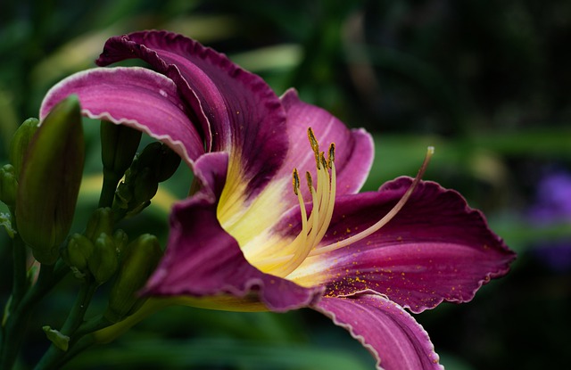 Hemerocallis