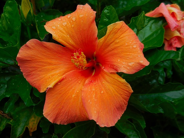 Hibiscus