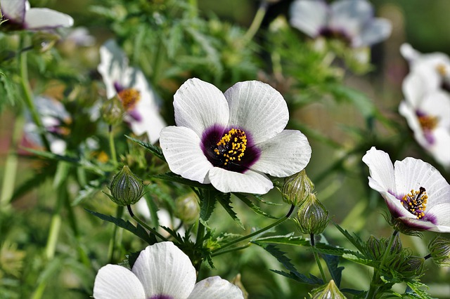 Hibiscus