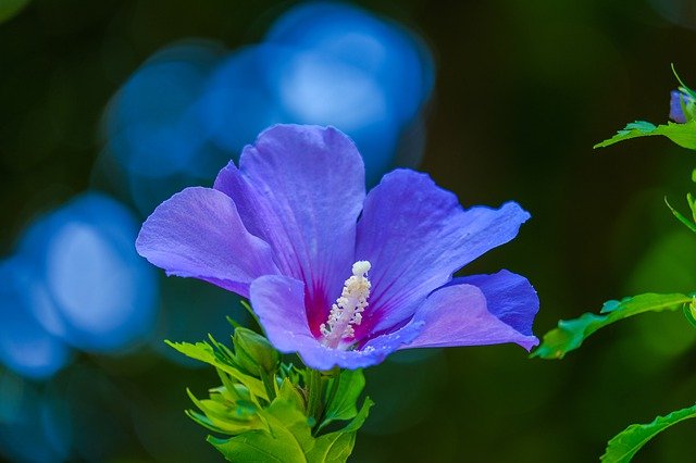 Hibiscus