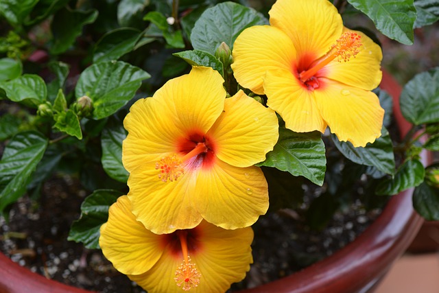 Hibiscus en pot