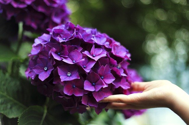 hortensias