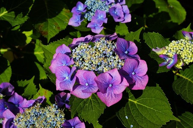 hortensias