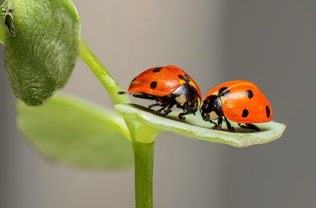 coccinelles