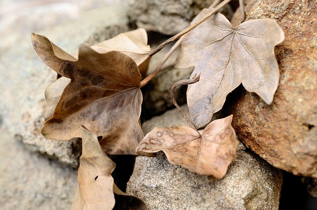 lierre feuilles sec