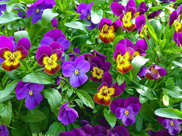 Pensée (Viola) : Une plante merveilleuse, qui peut être cultivée à la fois en pot et en pleine terre