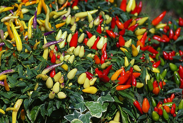 Comment faire pousser des poivrons à la maison ou dans en pot