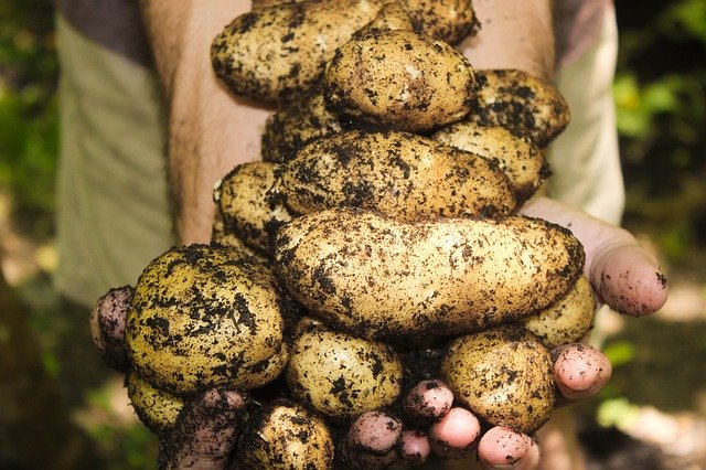 Comment faire pousser des pommes de terre
