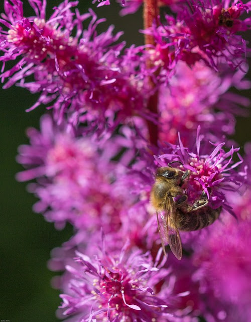 Astilbe