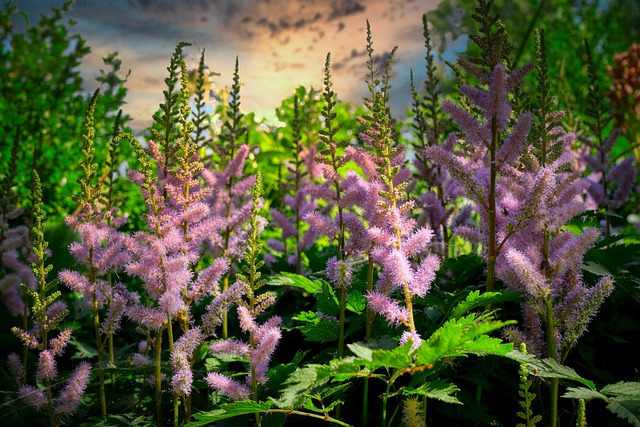 Astilbe