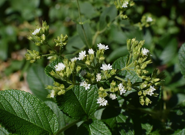 Plantes aromatiques : Stevia cultiver du sucre naturel dans le jardin