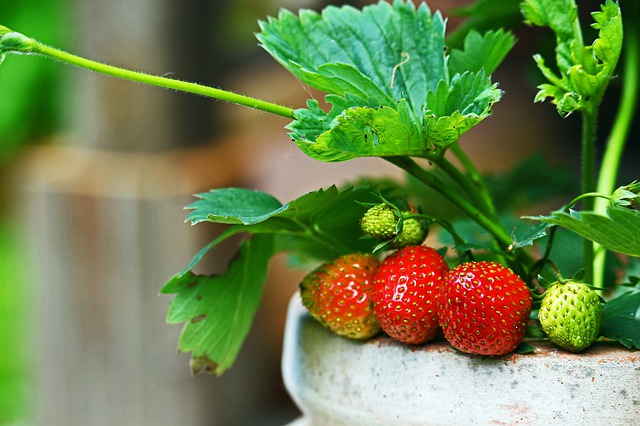 Comment faire pousser des fraises à partir du fruit