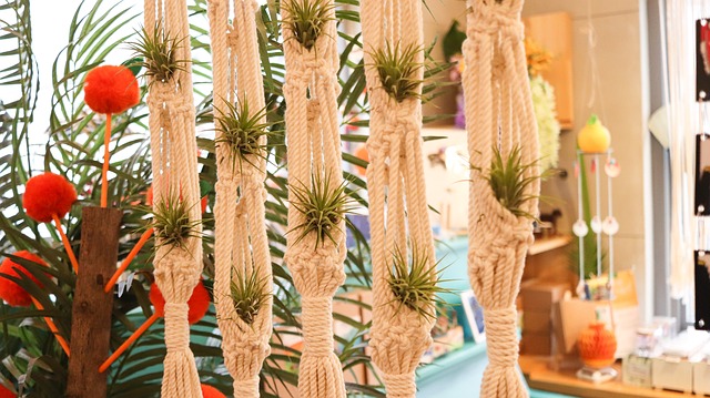 Comment faire pousser la tillandsia, 7 conseils utiles