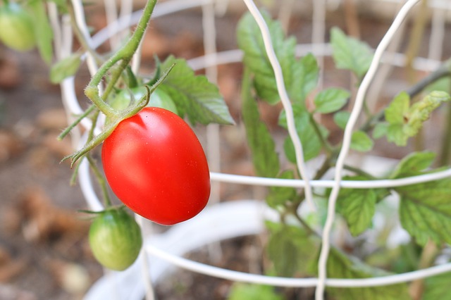 tomates