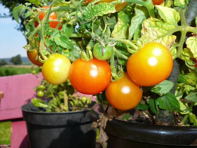 Cultivez des tomates dans des pots