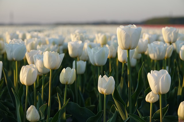 Tulipes