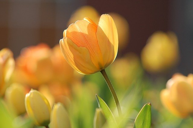 Tulipes