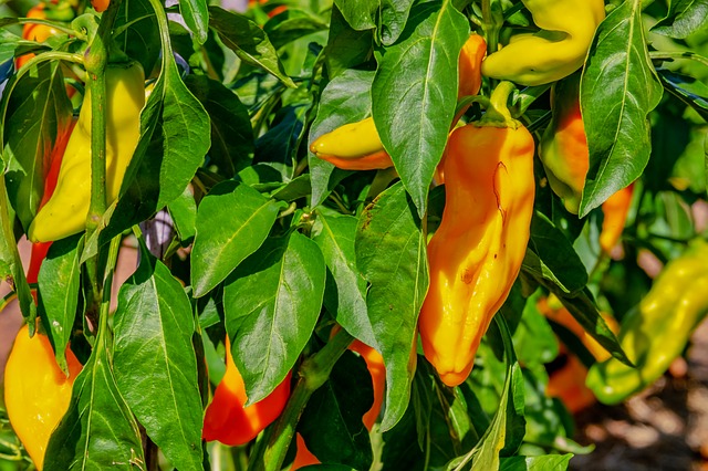 Comment faire pousser des poivrons à la maison ou dans le pot